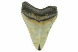 Serrated, Fossil Megalodon Tooth - North Carolina #298956-1